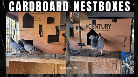 youtube installing metal pigeon nest box|The Pigeon Nest: Pigeon Nesting Habits And Behaviors.